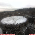 13_00-nest.jpg
