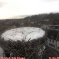 13_05-nest.jpg