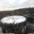 13_50-nest.jpg