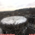 13_55-nest.jpg