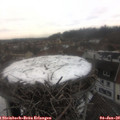 14_00-nest.jpg