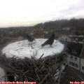 14_05-nest.jpg
