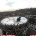 14_20-nest.jpg