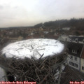 14_45-nest.jpg