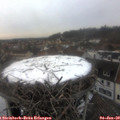 16_05-nest.jpg