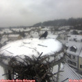 09_55-nest.jpg