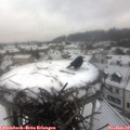 10_05-nest.jpg