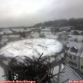11_10-nest.jpg