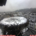 13_35-nest.jpg