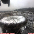 13_45-nest.jpg