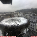 13_50-nest.jpg