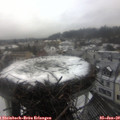 13_55-nest.jpg