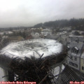 14_00-nest.jpg