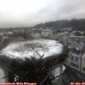 14_05-nest.jpg