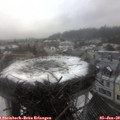 14_15-nest.jpg
