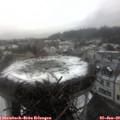 14_25-nest.jpg