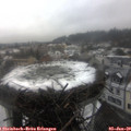 14_30-nest.jpg