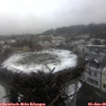 14_40-nest.jpg