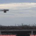 08_55-mast.jpg