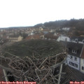 12_00-nest.jpg