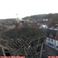 16_25-nest.jpg