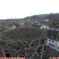 08_30-nest.jpg