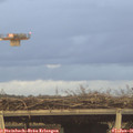 08_55-mast.jpg