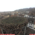09_05-nest.jpg