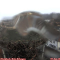 09_55-nest.jpg