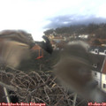 11_55-nest.jpg