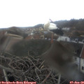 12_15-nest.jpg