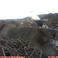12_20-nest.jpg