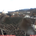 12_30-nest.jpg