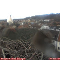 12_35-nest.jpg