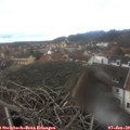 12_50-nest.jpg