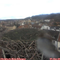 13_00-nest.jpg