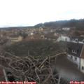 13_15-nest.jpg