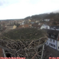 14_25-nest.jpg