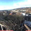 15_15-nest.jpg