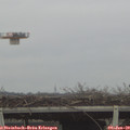 10_00-mast.jpg