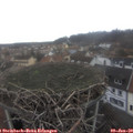 12_00-nest.jpg