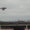 12_50-mast.jpg