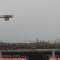 14_50-mast.jpg