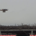 15_15-mast.jpg