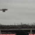 15_50-mast.jpg