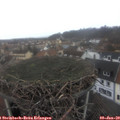 16_05-nest.jpg