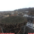 16_25-nest.jpg