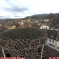 11_15-nest.jpg