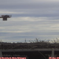 11_20-mast.jpg