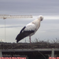 12_30-mast.jpg